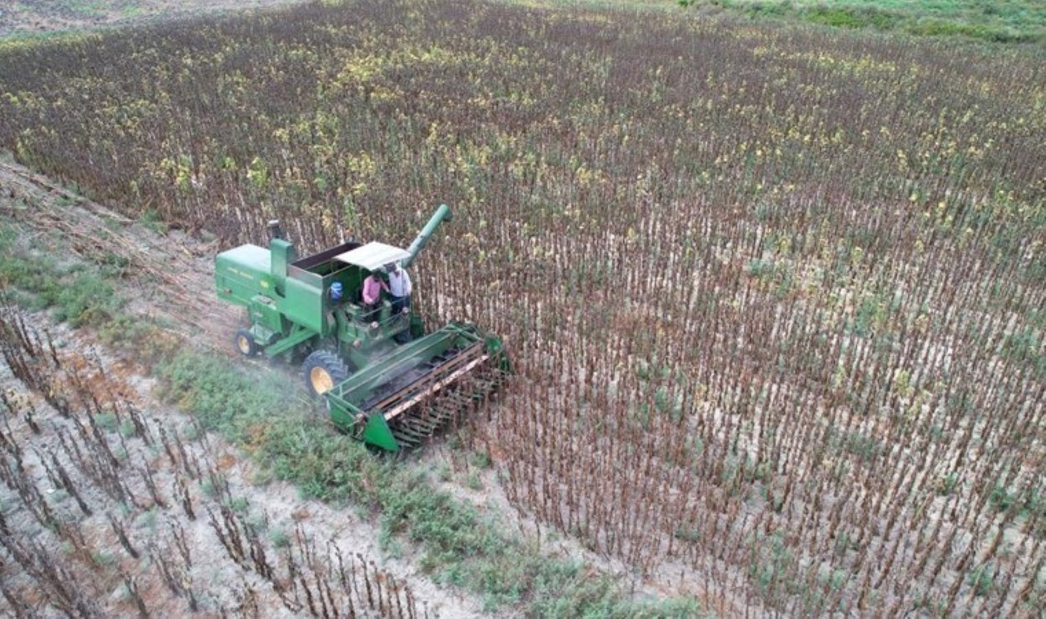Adana’da hasat 10 gün öne çekildi: Dönüm başı 150 kilo ürün alınacak…